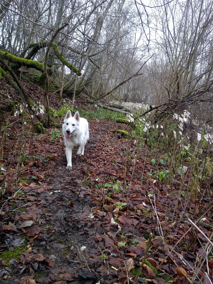 Tropic affairs - My, Latvia, White swiss shepherd, where to go, Longpost