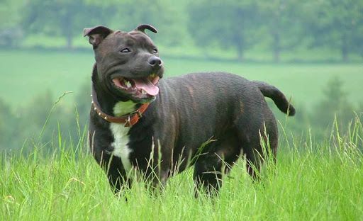 Description of the dog Staffordshire Bull Terrier! - Animals, Pets, Dog, Dog breeds, Staffbull, Video