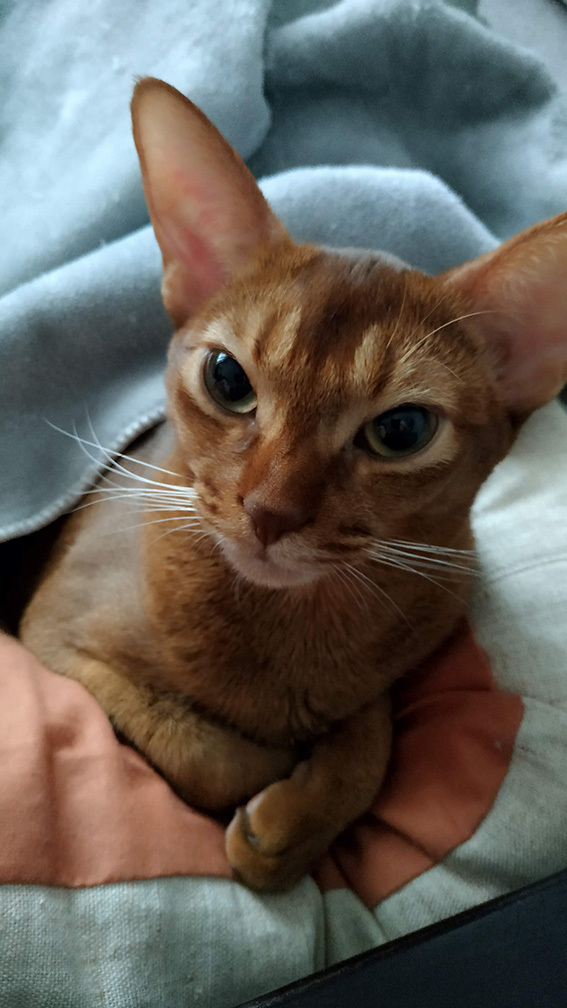 &quot;  ?  ?   .&quot;