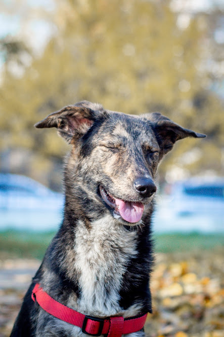 On the way to your Man - My, Novorossiysk, Dogs and people, Longpost, Dog, In good hands