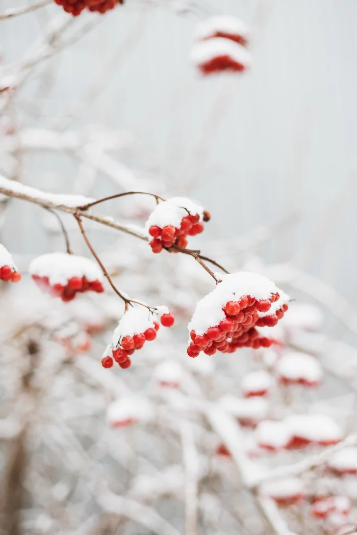 Viburnum in the snow - My, Viburnum, Snow, Winter, Nature, The photo, Canon, Canon 200D, December, Longpost