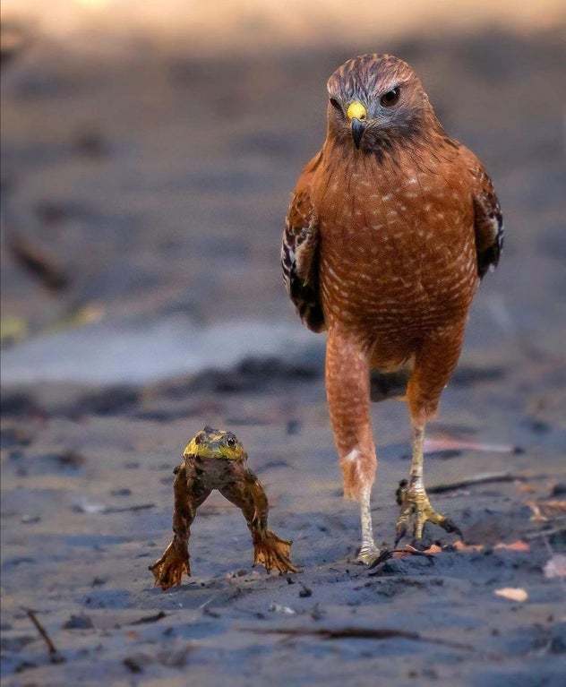 For now they're just walking - Hawk, Frogs, Hiking