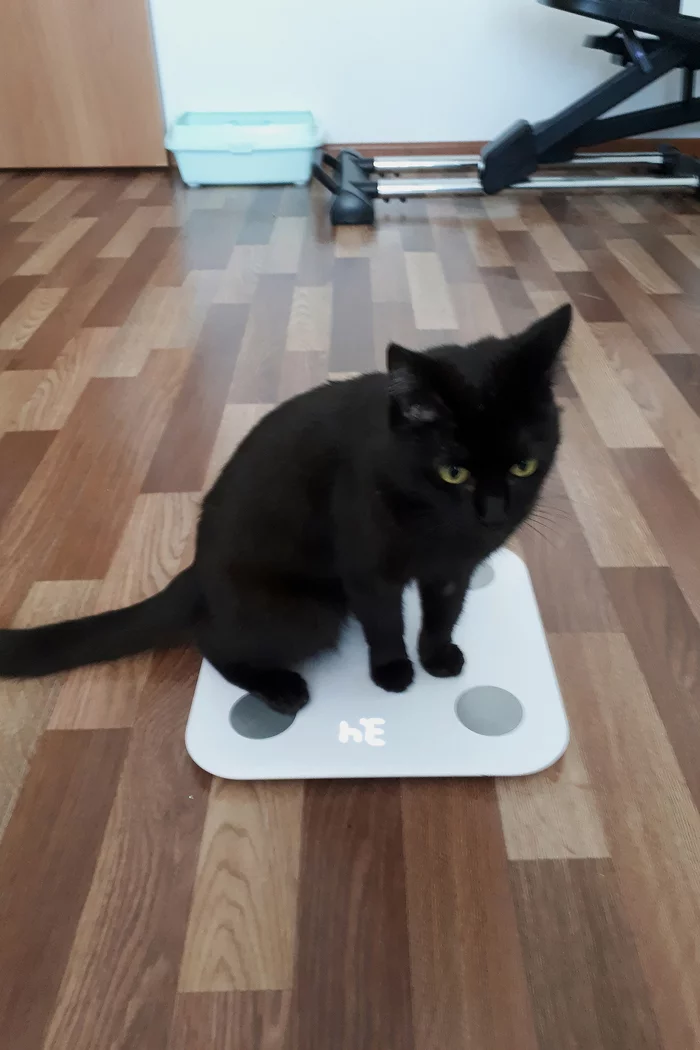 I don’t eat anymore after 6 pm! - My, cat, scales, Healthy eating