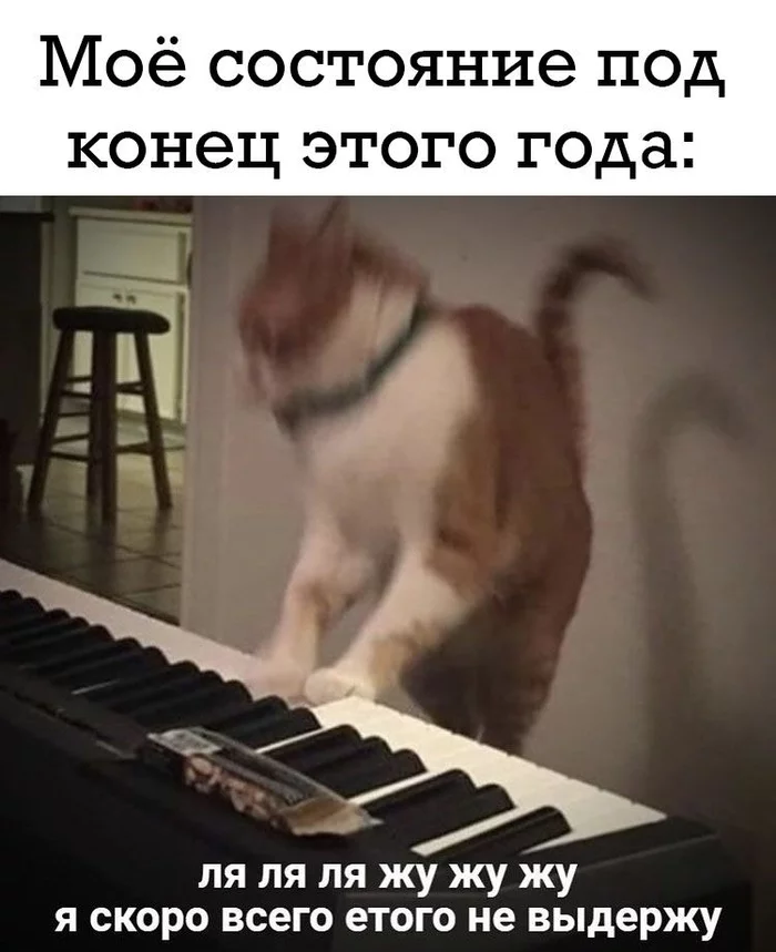 It was a difficult year - cat, Piano, New Year