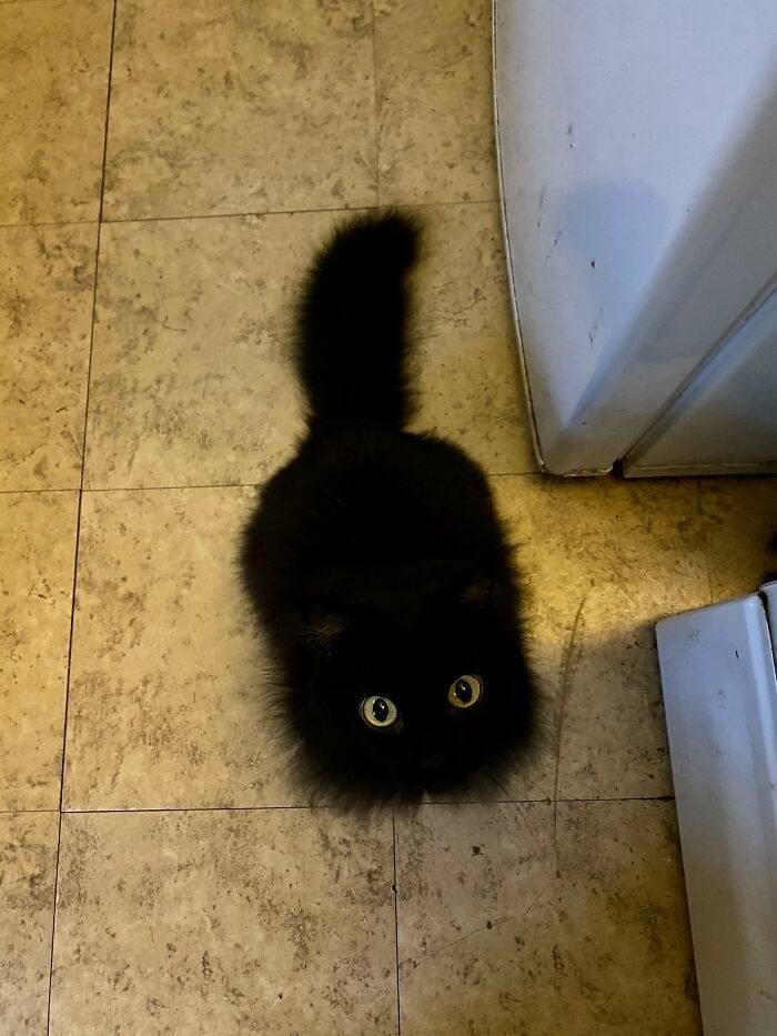 Lump of darkness - cat, Eyes, Black cat