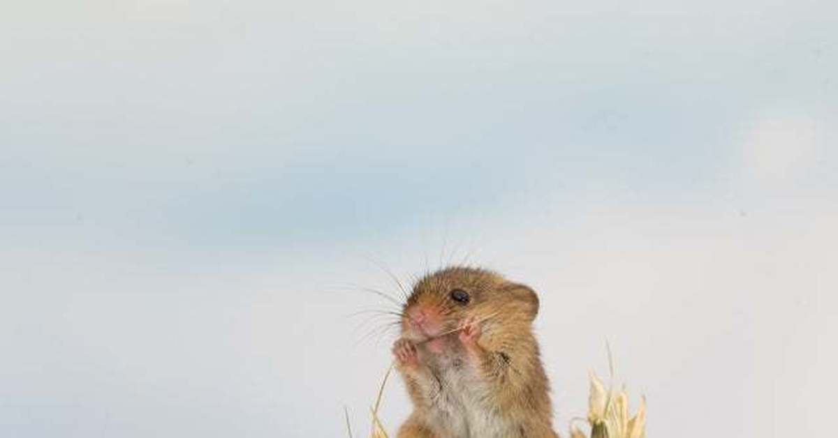 еду я домой напиздила зерна. я мышь напиздила зерна. мышка с тележкой. ехала домой натырила зерна. девушки в сельском хозяйстве.