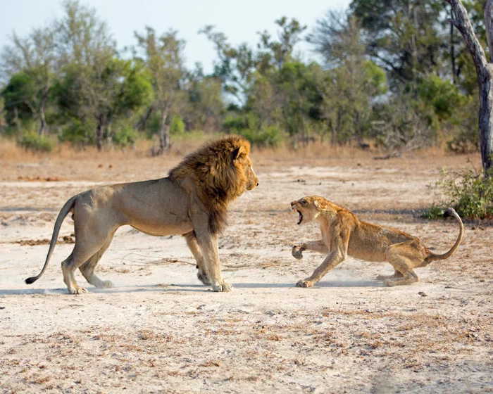 Family showdown - a lion, Lioness, Big cats, Scandal, Longpost, Wild animals, Fight, Africa