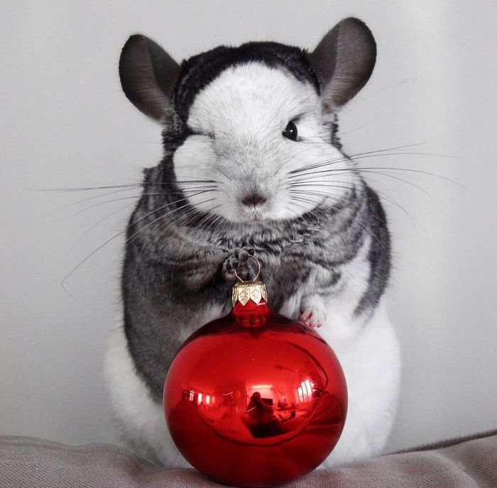 � �����������!