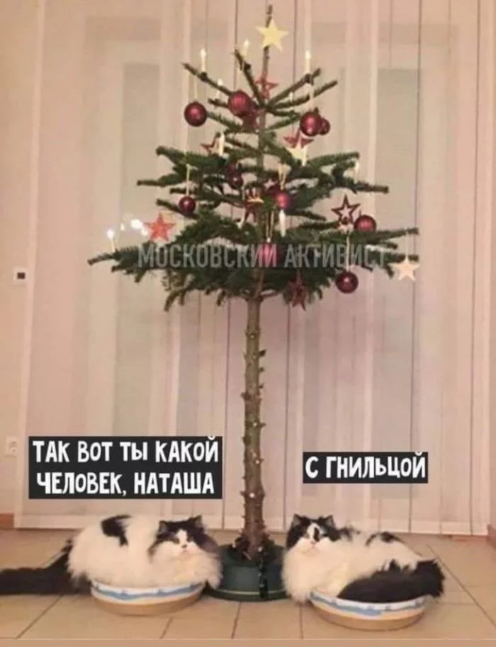 With foulbrood - cat, Christmas tree, Images