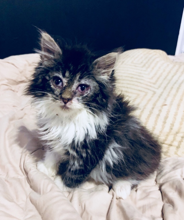 This abandoned kitten urgently needs a home. Those who find them cannot be treated and soon leave. St. Petersburg and Leningrad region - My, cat, No rating, In good hands, Saint Petersburg, Leningrad region, Animal Rescue, The rescue, Help, Longpost