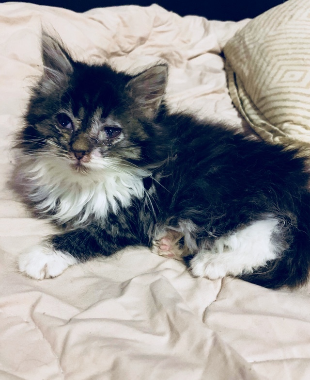 This abandoned kitten urgently needs a home. Those who find them cannot be treated and soon leave. St. Petersburg and Leningrad region - My, cat, No rating, In good hands, Saint Petersburg, Leningrad region, Animal Rescue, The rescue, Help, Longpost