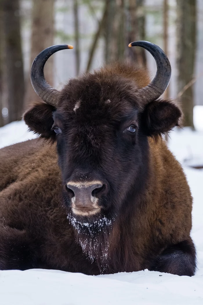 Bison portraits - My, Bison, Animals, The nature of Russia, Winter, Reserves and sanctuaries, The photo, Kaluga region, Longpost