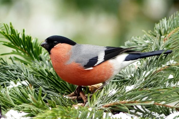 Where to look for bullfinches? - Bullfinches, Animals, Moscow, The park, Winter, Longpost