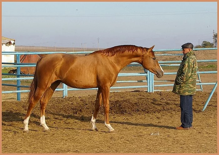 Oh, Dusya, oh, Marusya - how I bought a horse (part 3) - My, Horses, Foal, Purchase, Longpost