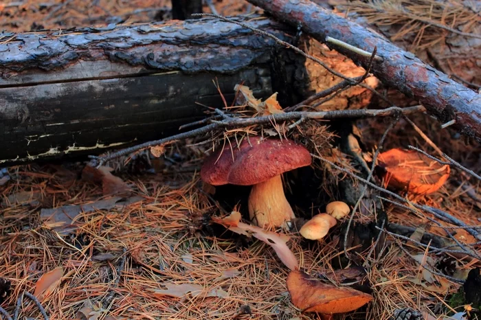 mushroom mines - My, Mushrooms, Taiga, Forest, Nature, Blanks, Story, Author's story, Life stories, Longpost