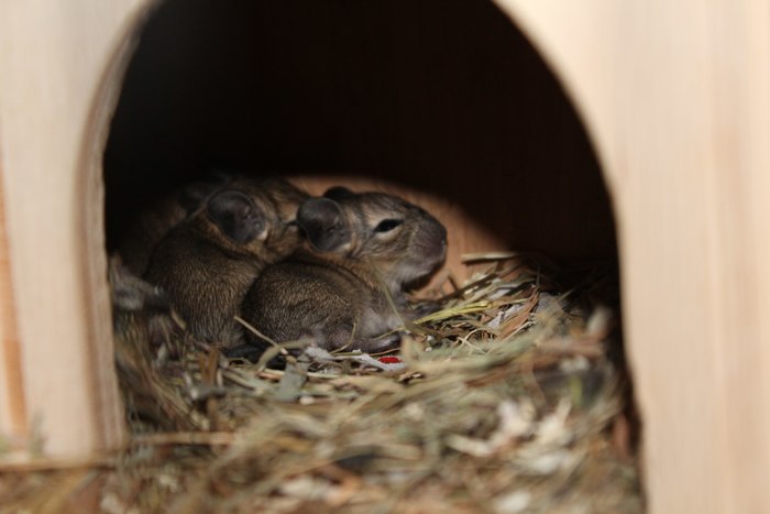 My baby degus) - My, Degu, Young, Pets