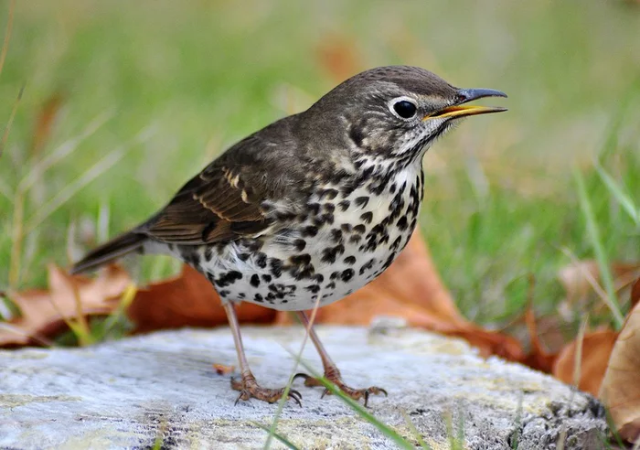 Mavis - Birds, Songbirds, Thrush, Voice, wildlife, Video