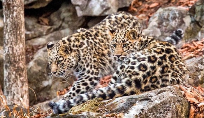 Фото котят дальневосточного леопарда стало призером международного конкурса