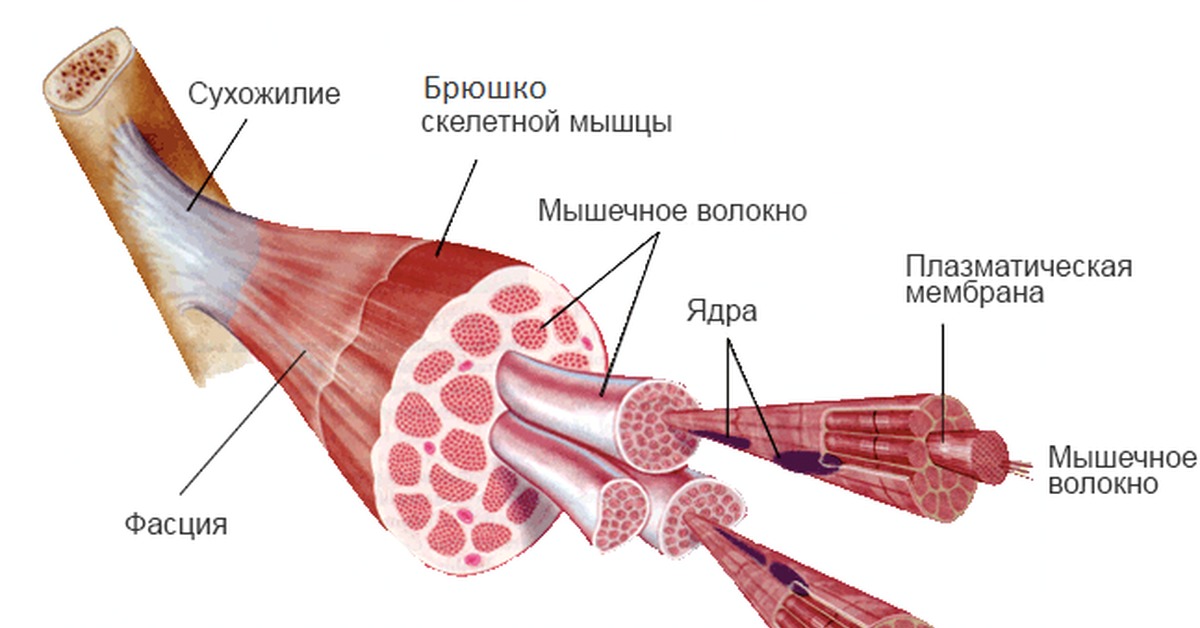 Строение скелетного мышечного волокна. Скелетные мышцы анатомия. Строение мышечного волокна ЕГЭ. Мышца в разрезе. Скелетные мышцы рисунок.