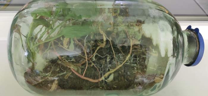 Eternal terrarium. Part 6 - My, Biology, Ecology, Closed ecosystem, Biosphere, Experiment, Longpost, Florarium, Homemade