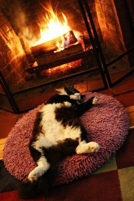 Kitty by the fire - cat, Winter, Fireplace