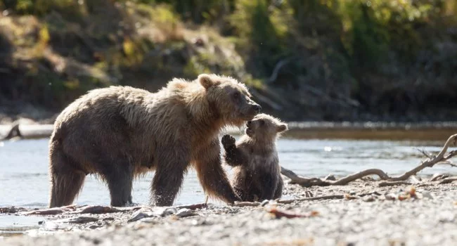 Grizzly bear with cub in Katmai Park (Alaska) - The Bears, Grizzly, Teddy bears, Wild animals, wildlife, Alaska, Reserves and sanctuaries, The photo, From the network