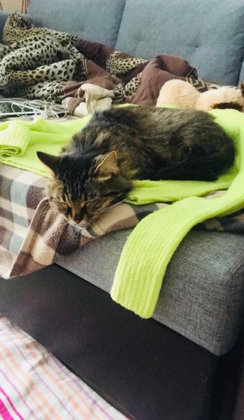 Continuation of the post “Today or tomorrow the house cat from the entrance will be euthanized. Residents don't care. Moscow - My, Homeless animals, Pets, Help, Animals, Pet, cat, It Was-It Was, Reply to post