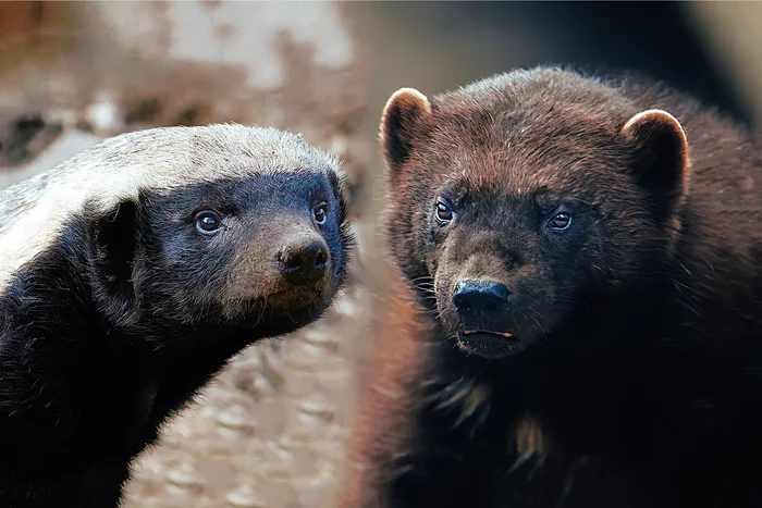 Wolverine and honey badger: similarities and differences between ferocious predators - Animals, Honey badger, Yandex Zen, Longpost, Wolverines