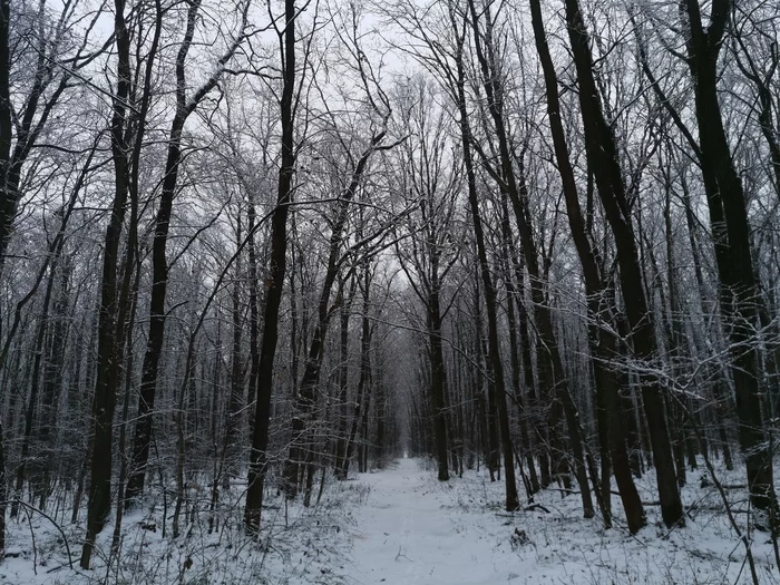 Winter. Forest. Clearing - My, Winter, Forest, clearing, Hunting