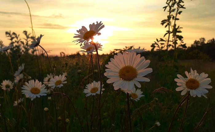 A little summer mood - My, Mobile photography, Summer, Chamomile