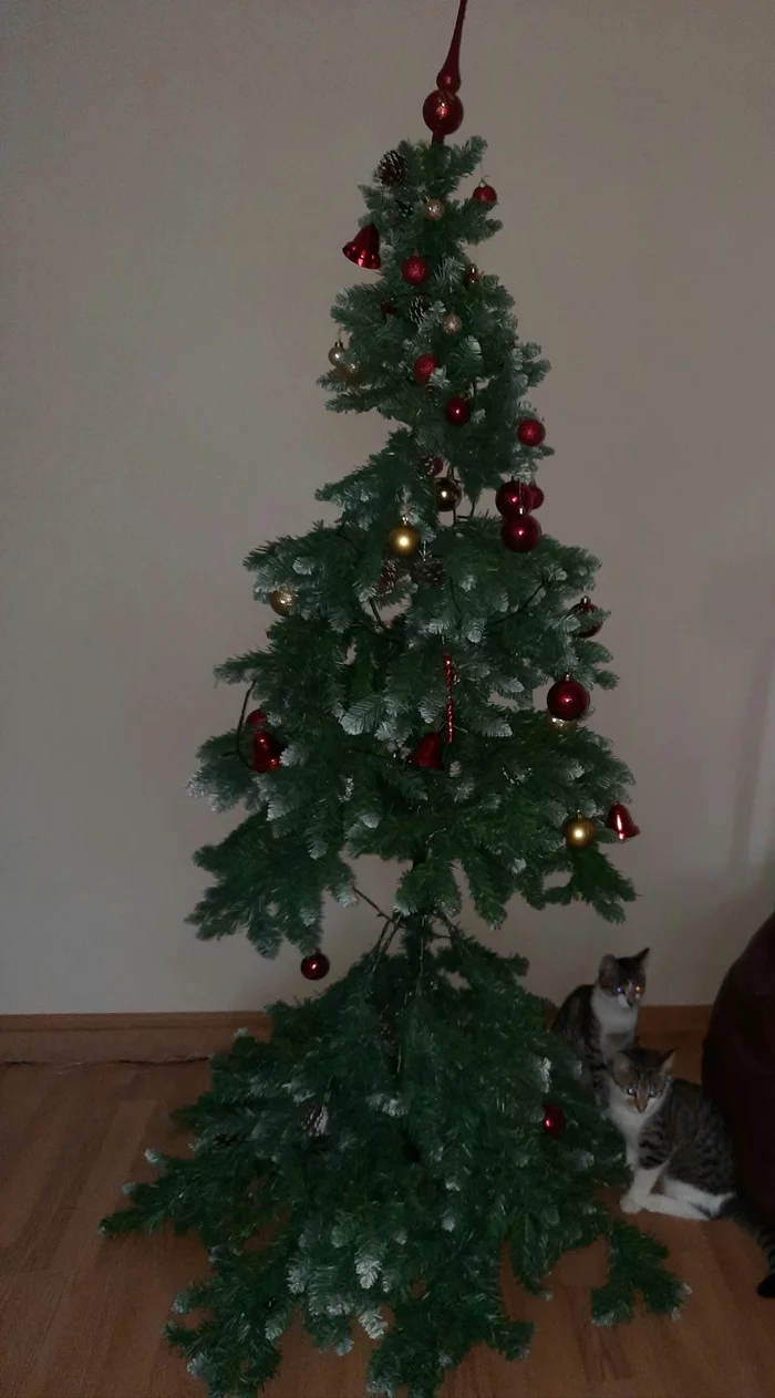 What a year, what a Christmas tree - My, cat, Christmas tree