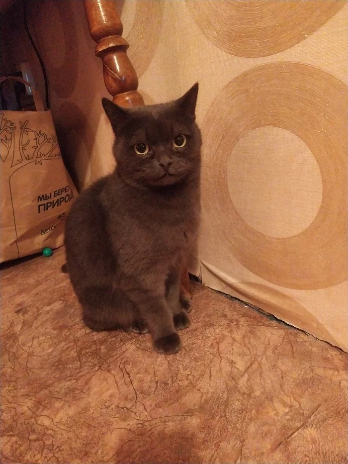 Altrust's Trouble - My, cat, Tolyatti, In good hands, Lost, Found a cat