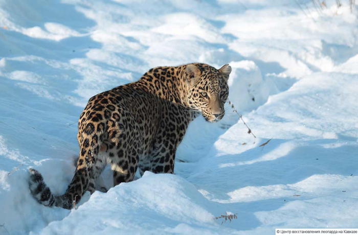 Программа восстановления переднеазиатского леопарда на Кавказе: самка Агура обосновалась в Северной Осетии