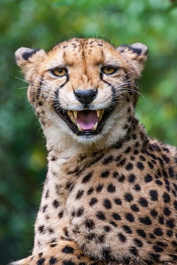 The facial expressions of cheetahs are simply priceless! - Cheetah, Facial expressions, Longpost, Animals, The photo