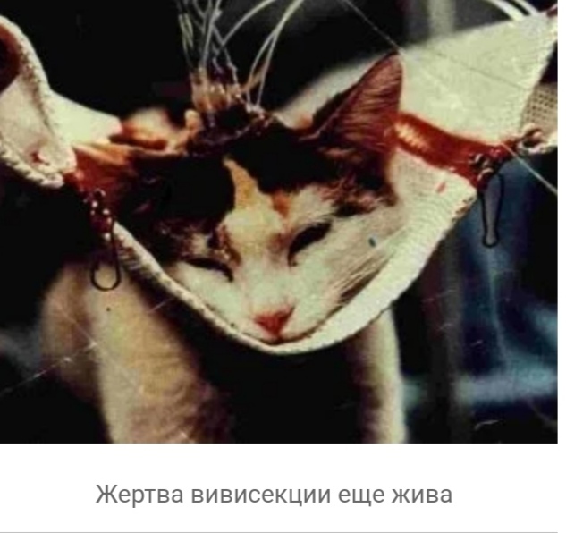 что такое вивисекция в ведьмаке. 160846371319058083. что такое вивисекция в ведьмаке фото. что такое вивисекция в ведьмаке-160846371319058083. картинка что такое вивисекция в ведьмаке. картинка 160846371319058083. Сериал «Ведьмак» от Netflix оказался немного сложным, но у любителей саги о Геральте из Ривии есть простое и элегантное решение проблемы — цветная диаграмма. И если бы по сериалу делали учебник, то этот иллюстративный материал стал бы его украшением. Фанат экранизированного «Ведьмака» собрался с силами, пересмотрел его и составил наглядное пособие, которое поможет легко разобраться во всех перипетиях сериала.