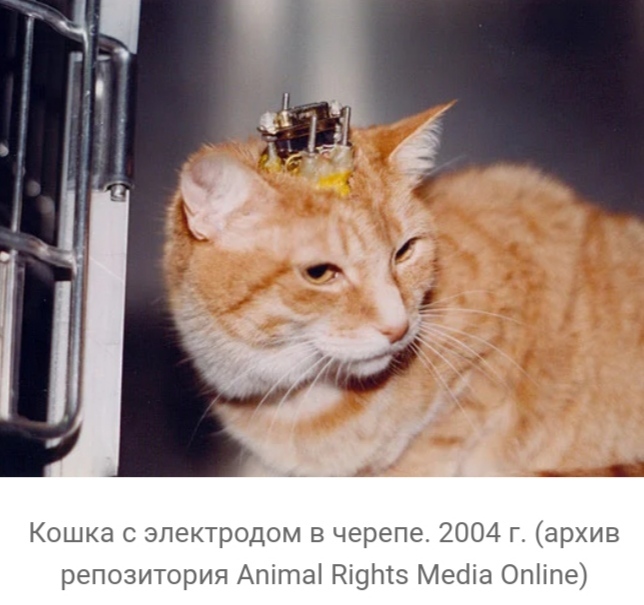 что такое вивисекция в ведьмаке. 1608463714119150208. что такое вивисекция в ведьмаке фото. что такое вивисекция в ведьмаке-1608463714119150208. картинка что такое вивисекция в ведьмаке. картинка 1608463714119150208. Сериал «Ведьмак» от Netflix оказался немного сложным, но у любителей саги о Геральте из Ривии есть простое и элегантное решение проблемы — цветная диаграмма. И если бы по сериалу делали учебник, то этот иллюстративный материал стал бы его украшением. Фанат экранизированного «Ведьмака» собрался с силами, пересмотрел его и составил наглядное пособие, которое поможет легко разобраться во всех перипетиях сериала.