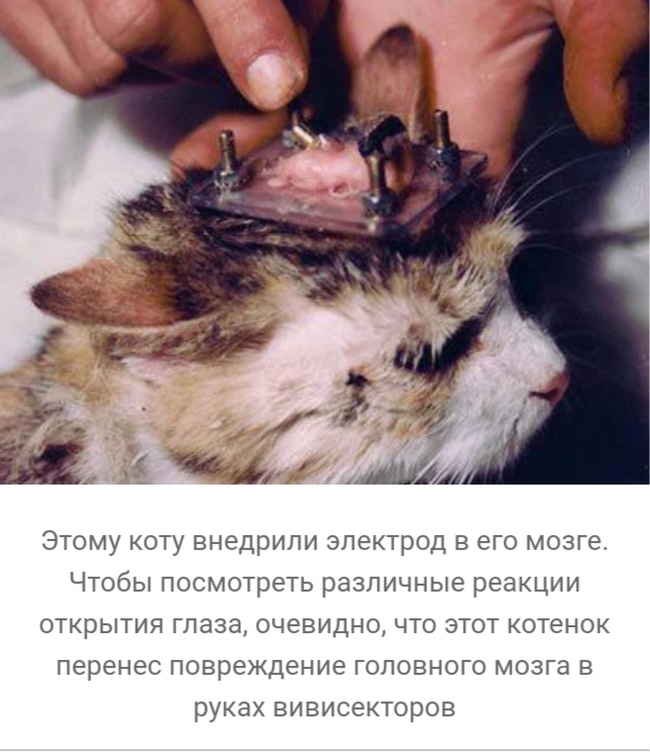что такое вивисекция в ведьмаке. 1608463714122023822. что такое вивисекция в ведьмаке фото. что такое вивисекция в ведьмаке-1608463714122023822. картинка что такое вивисекция в ведьмаке. картинка 1608463714122023822. Сериал «Ведьмак» от Netflix оказался немного сложным, но у любителей саги о Геральте из Ривии есть простое и элегантное решение проблемы — цветная диаграмма. И если бы по сериалу делали учебник, то этот иллюстративный материал стал бы его украшением. Фанат экранизированного «Ведьмака» собрался с силами, пересмотрел его и составил наглядное пособие, которое поможет легко разобраться во всех перипетиях сериала.