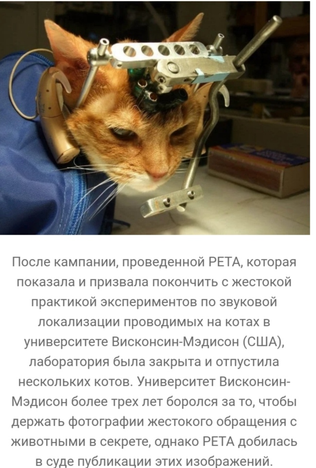 что такое вивисекция в ведьмаке. 160846371414773615. что такое вивисекция в ведьмаке фото. что такое вивисекция в ведьмаке-160846371414773615. картинка что такое вивисекция в ведьмаке. картинка 160846371414773615. Сериал «Ведьмак» от Netflix оказался немного сложным, но у любителей саги о Геральте из Ривии есть простое и элегантное решение проблемы — цветная диаграмма. И если бы по сериалу делали учебник, то этот иллюстративный материал стал бы его украшением. Фанат экранизированного «Ведьмака» собрался с силами, пересмотрел его и составил наглядное пособие, которое поможет легко разобраться во всех перипетиях сериала.