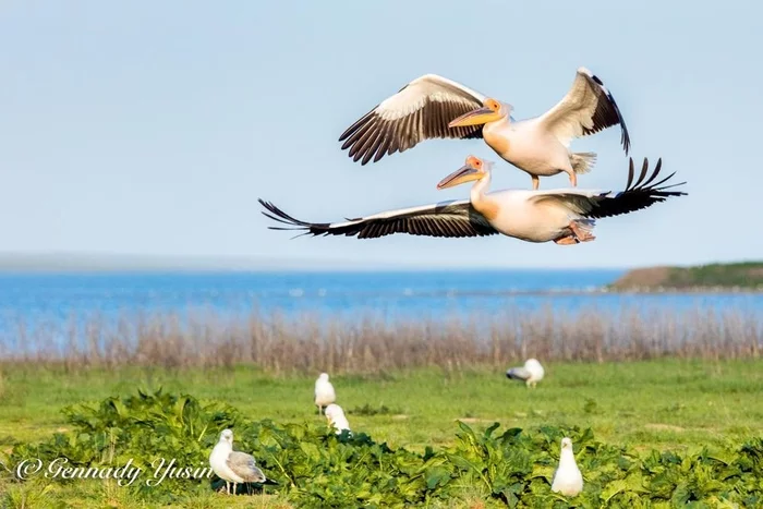 Carpet plane - The photo, Birds, Pelican, Flight, Successful angle, Photographer Gennady Yusin, Post #3208687