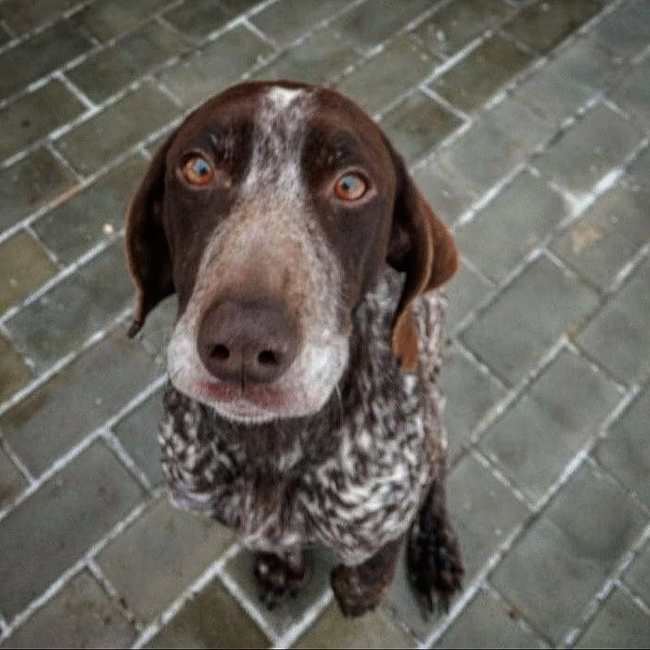 A shorthaired pointer dog was found in the Tula region - Lost, Dog, Hunting dogs, Master, Kurzhaar, Tula, Tula region, Bogoroditsk, Hunting, No rating, Help, Animals, Longpost, Found a dog