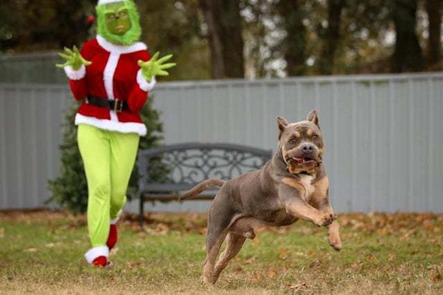 He didn't seem happy to meet the Grinch! - The Grinch Stole Christmas, The photo, Dog