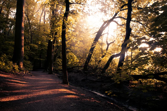 Beautiful sunset in Prague park - My, Nature, The photo, Forest, Prague, Sunset, Landscape