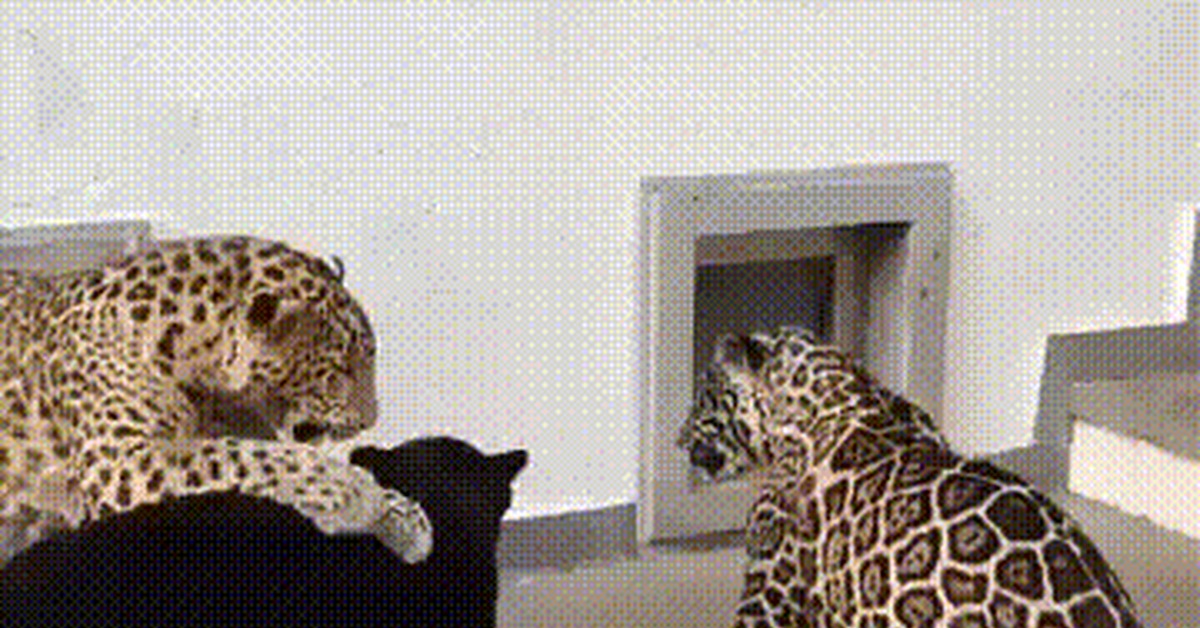 Playful cats - Panther, Leopard, Jaguar, Big cats, Games, GIF, Wild animals