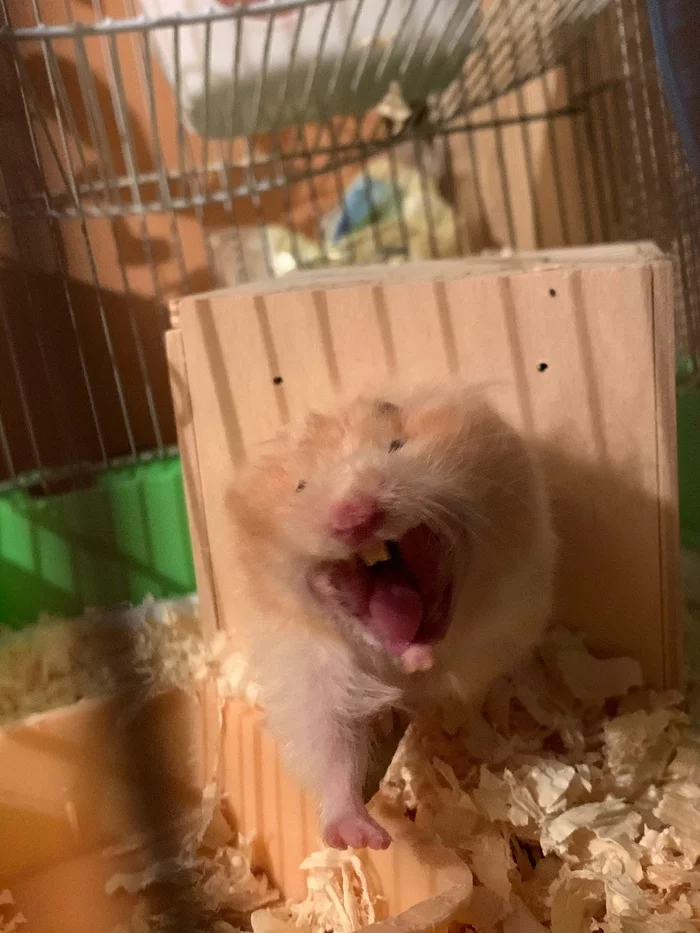 On the morning of January 1 - My, Hamster, Images, New Year, Humor