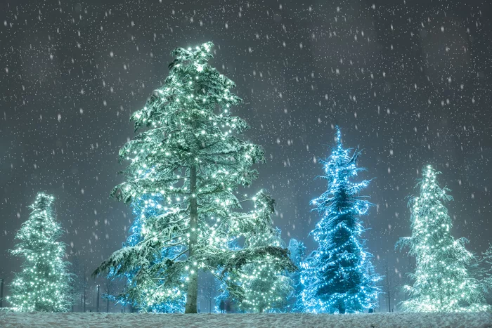 Happy New Year everyone - My, Krasnodar, Galitsky Park, Christmas trees, Decoration, Snow