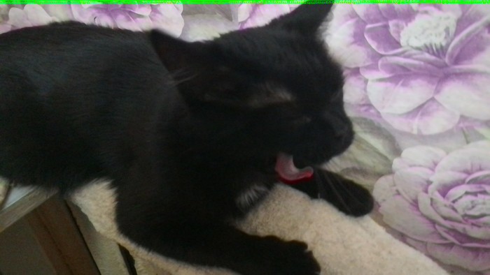 Yawn - My, Yawn, Pets, Language, cat, Battery