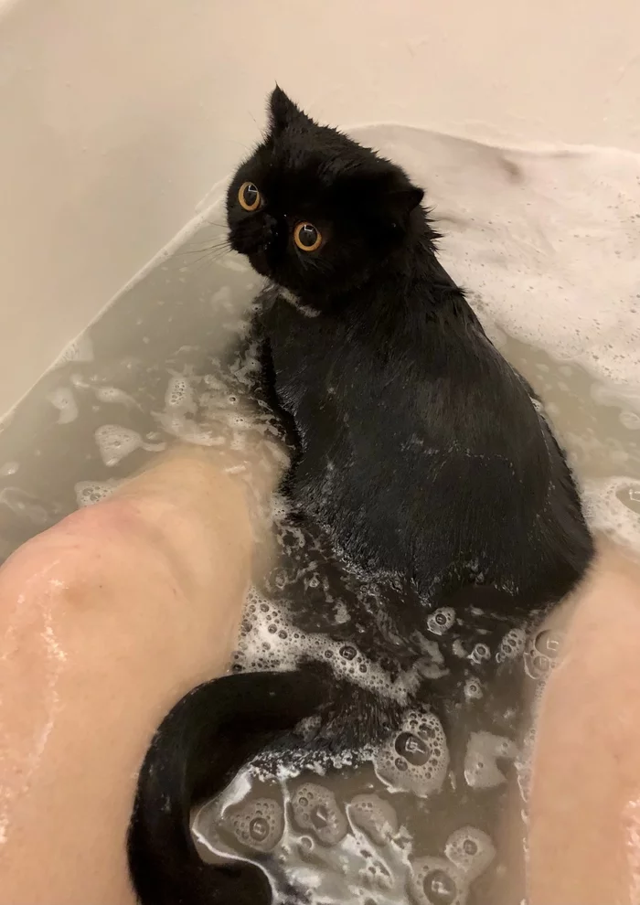 bath day - My, cat, Bath day, Exot, Longpost, Bathing, Black cat, Bathing