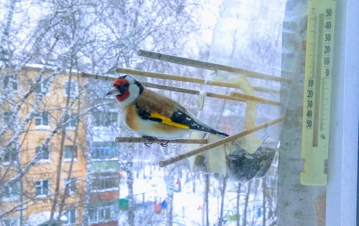 Goldfinch - My, Goldfinch, Birds, Trough