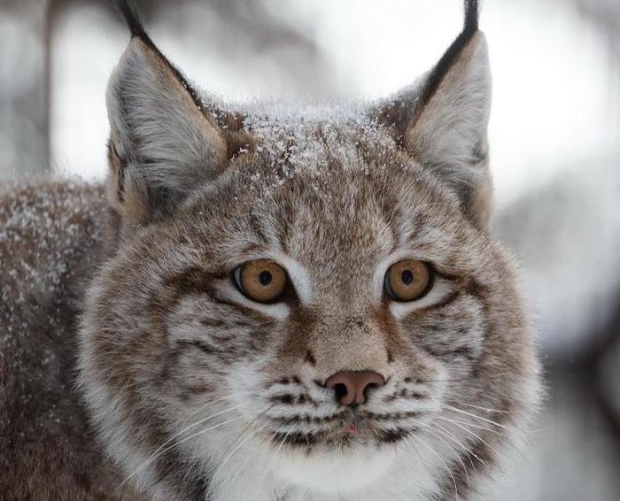Ours for you with a brush: five photographs of lynxes from the Novosibirsk Zoo - Lynx, Small cats, Novosibirsk, Zoo, Novosibirsk Zoo, Longpost