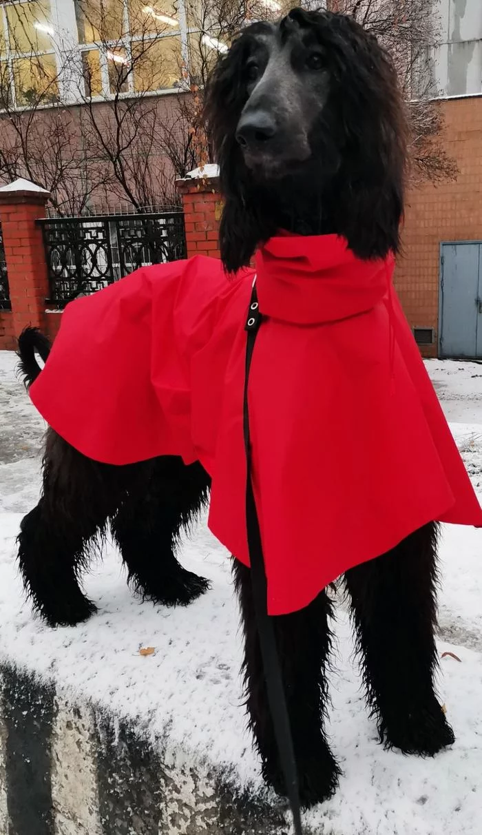 Just calling a dog... - My, Dog, Afghan hound